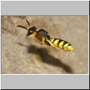 Philanthus triangulum - Bienenwolf w39d beim Nestanflug - Sandgrube OS-Wallenhorst.jpg